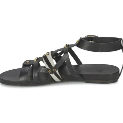 Vic - GINKO ACHANTUS